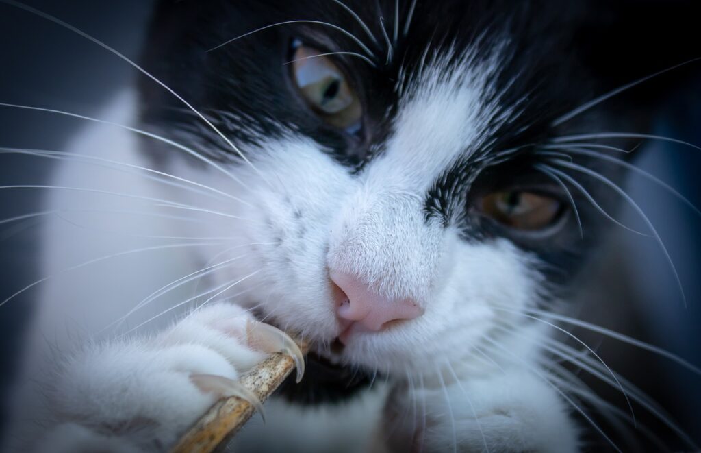 猫の爪