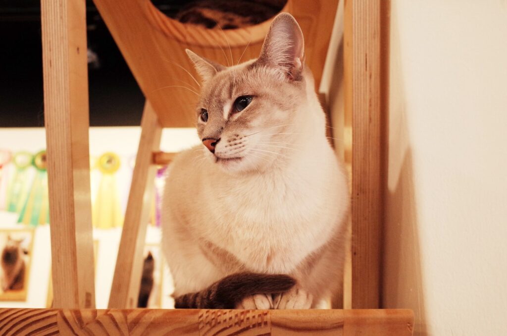 キャットタワー