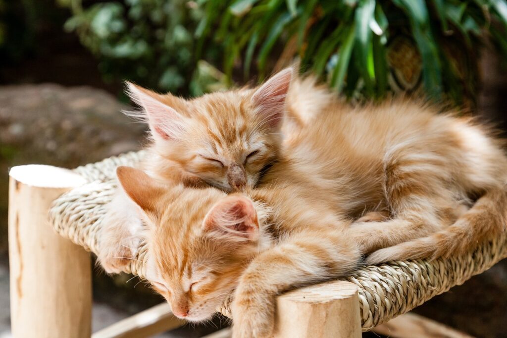 2匹の猫